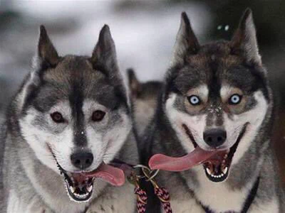 ハスキー犬より柴犬の方が狼のDNA濃いってマジ？これ見ても言えるの？ｗ