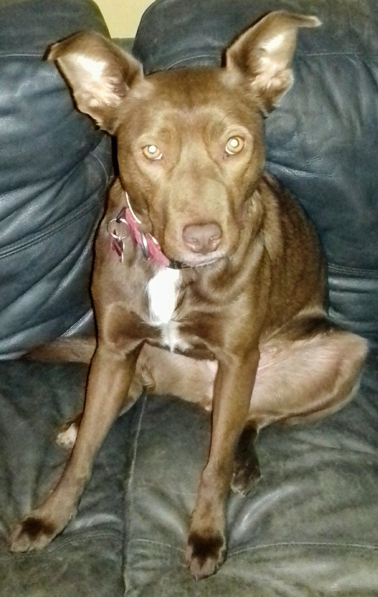 Aren't I cute!! #RedDog