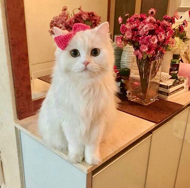 ❤️😺😻🎈😽❤️😸❤️😺🎈🐾🐾🐾🐾"Cs. I'm a girl ... "