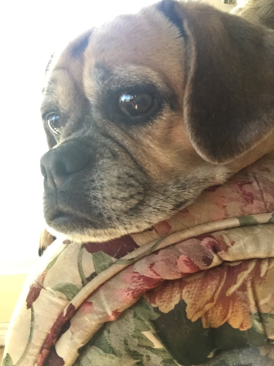 ElliePuggle's tweet photo. Hanging out with my mom while she reads.  It's windy today.  I hope to go for a walk.  #puggle #iamloved #iabrat #lazysunday https://t.co/2YwMVzOuah