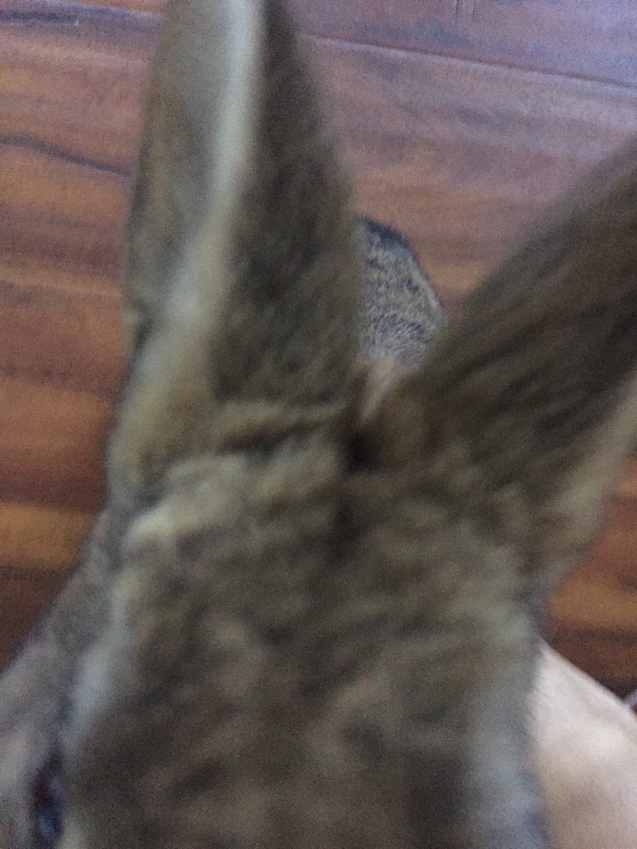 snackcakehero's tweet photo. When you get home from work and a tiny fur ball is there to greet you. #bunlife #allaboutthebunnies #vitaboanne https://t.co/GH7TBPpql1
