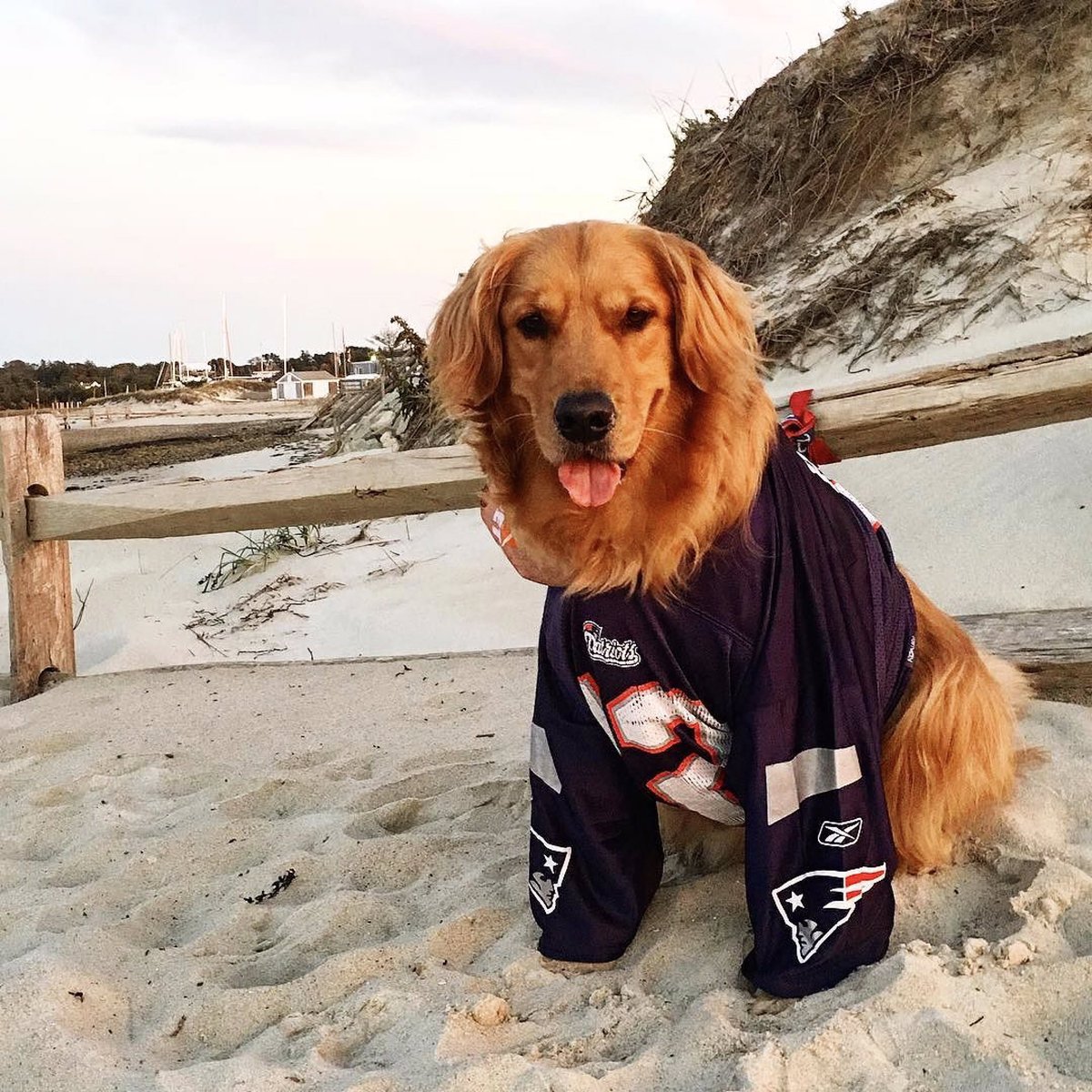 capeologypics's tweet image. This 🐶 is cheering for the Patriots today, RT if you are too! 🏈
Via @meet_me_at_chapins #capeology #capecod #patriots #patsnation