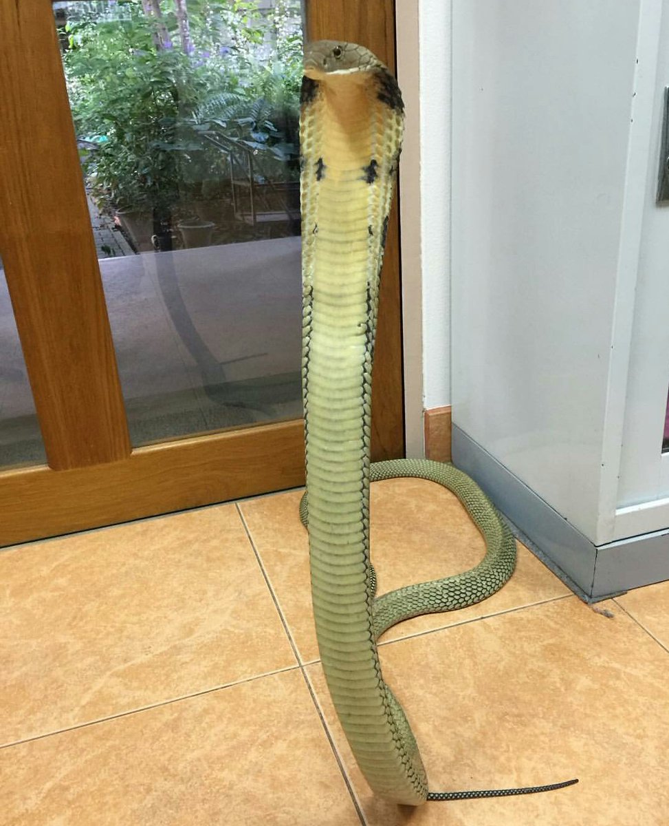 WikiSnakes's tweet photo. https://t.co/bEGEoTjnJR