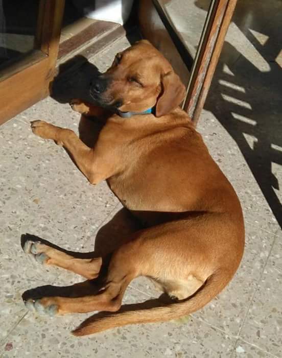 hakucananimals's tweet photo. URGENTE !!!
BUDDY NECESITA CASA DE ACOGIDA O ADOPCIÓN. SI ESTAS INTERESAD@ DM O adopciones@hakucan.com https://t.co/aNb24axUjJ