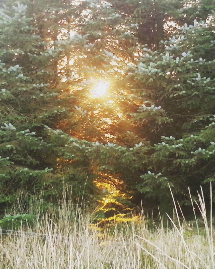EcoHosting_ie's tweet photo. A walk in Leitrim, the sun peeps through, inviting.
#QuietSunday #winterin_leitrim #irishc… https://t.co/XMcWZ13X5H https://t.co/0hhIE9n8C5
