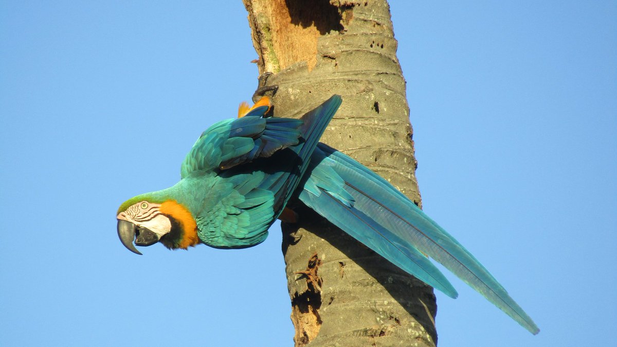 CIAMOSES02's tweet photo. Macaw https://t.co/hjT4JijAGx