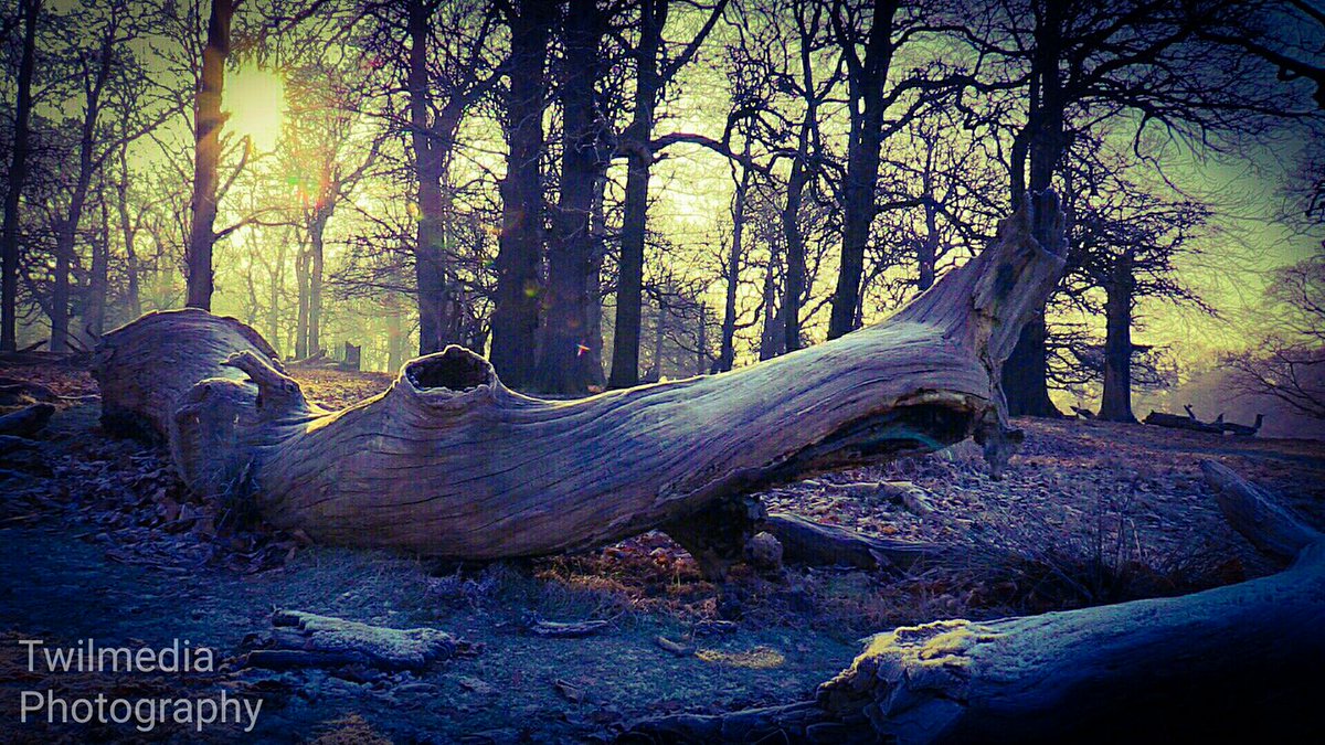 Winter logs, Richmond Park, by Twilmedia Photography. 07855849264 or hounslowbusiness@gmail.com