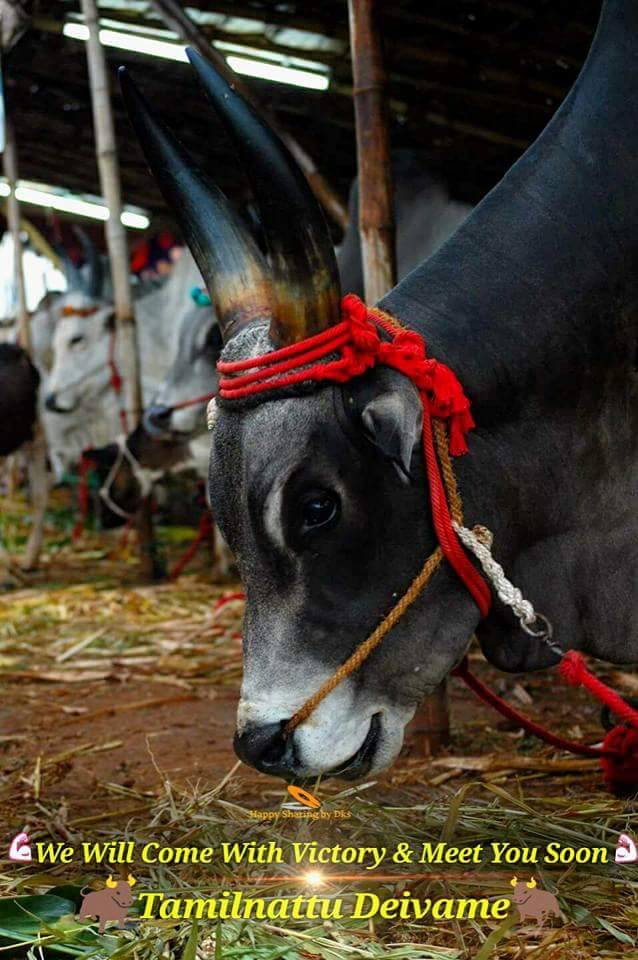 iKarthikVelu's tweet photo. Don't lose hope #Friends !!!

#SaveJallikattu #jallikattuordinance #JallikattuForever #Jallikattuprotest #jallikattu #justiceforjallikatu https://t.co/adsclg0jpB