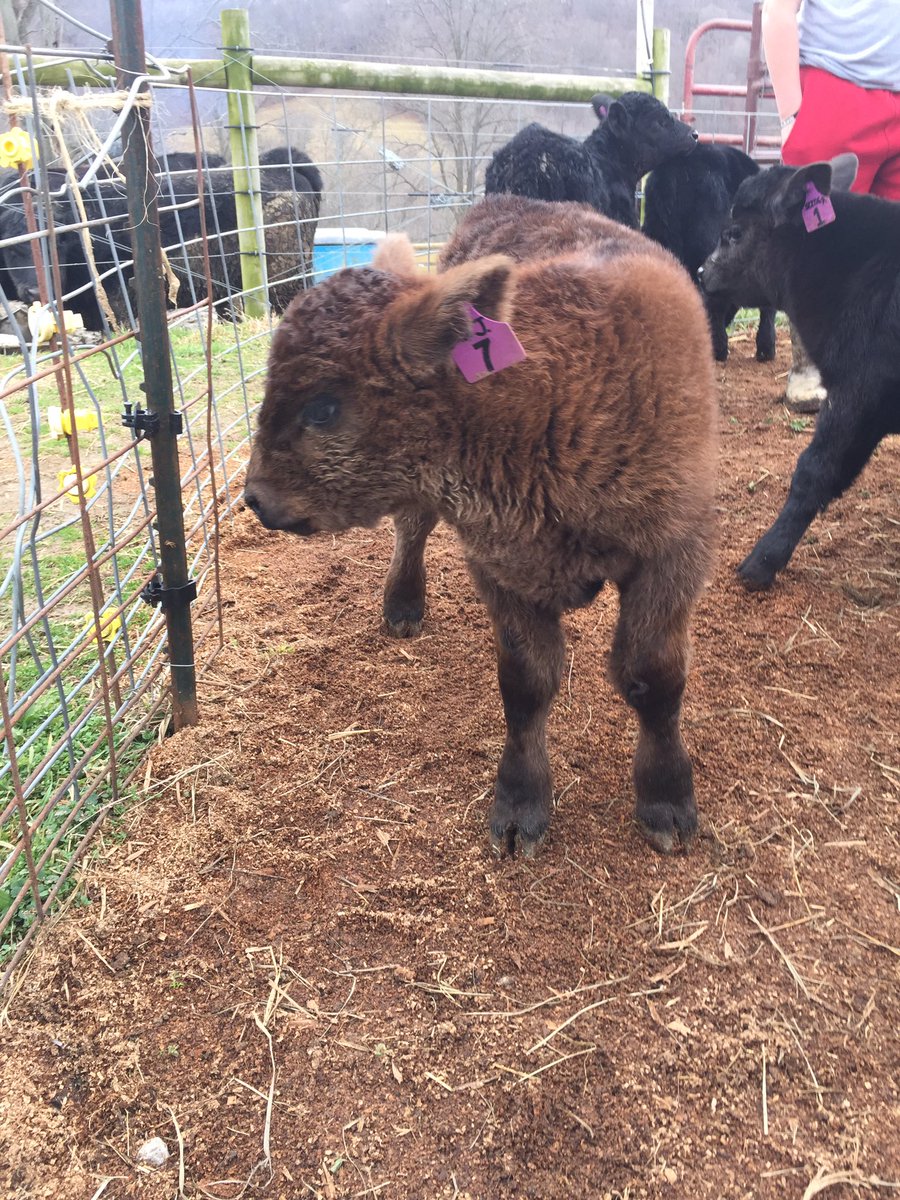 Ella misses her animals #FarmDay #TrailsEndFarm #NewCalves #MiniHorse #CityKidThatLovesTheFarm #HardWork #WellRounded 🐴🐔🐮🐶