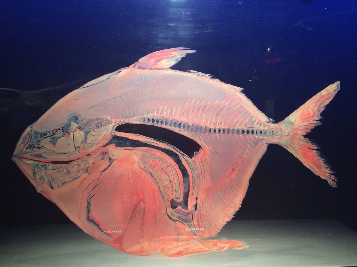 DamsDalhousie's tweet photo. An opah revealing how it is able to circulate warm blood through its body #bodyworld #animalsinsideout https://t.co/5noGurAjce