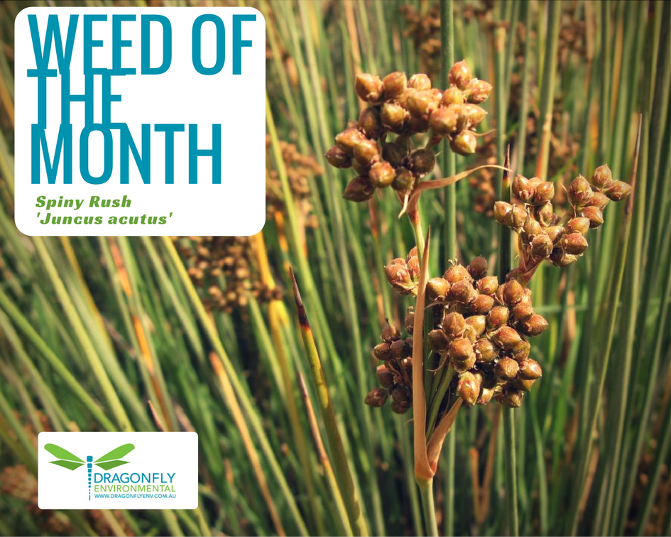 DragonflyEnv's tweet photo. Dragonfly Environmental's Weed of the Month is Spiny Rush (Juncus acutus).  Follow the link for more information:
https://t.co/OYuLC1dbMH https://t.co/ibyOFsfohm