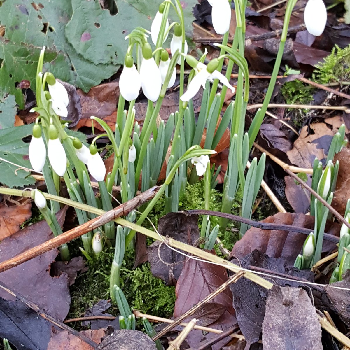 dewdropflorals's tweet photo. @HodsockPriory @papaver also at #Dimmsdale Staunton Harold today... https://t.co/JKjEJs6fvg