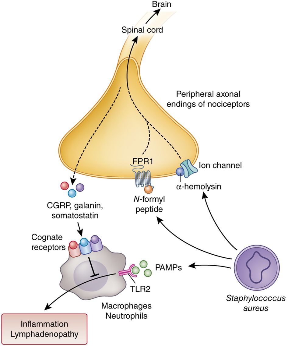 mechanisms of