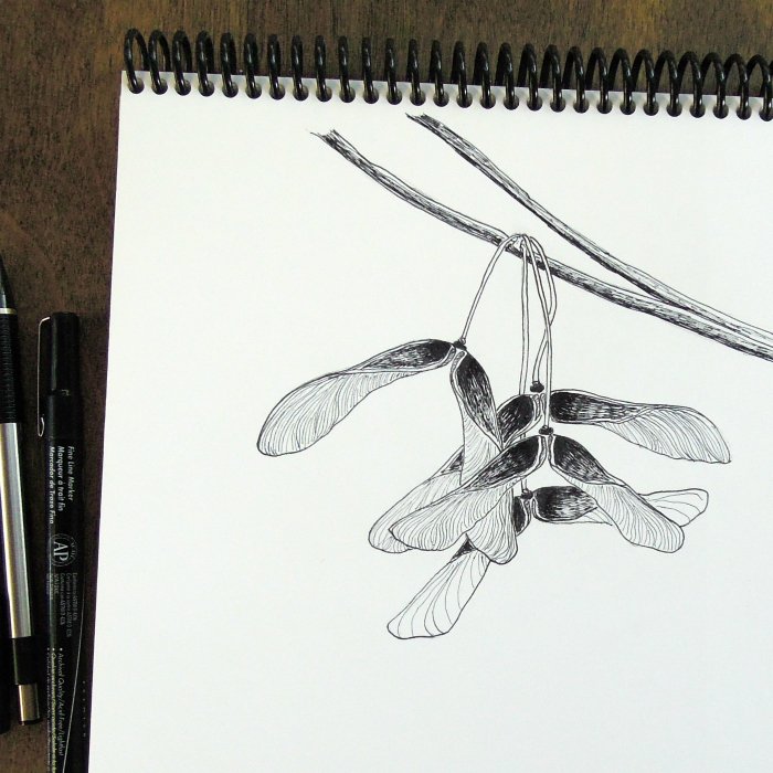 clarysagemoon's tweet photo. maple seeds sketch, #sketchbook #ink #linedrawing #sketch #maple #inspiredbynature https://t.co/X6IMYEkYy6