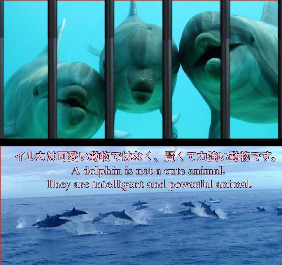 AnimalDelta777's tweet photo. .@japan #taiji イルカは貴方達が拷問し虐殺したり売ったりする為の存在ではありません。イルカ達を海に返して下さい! #dolphinangels #イルカ天使 #eajapan RT拡散希望 https://t.co/V61w9zlOxO