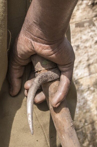 anikasleem's tweet image. Behind the scenes &amp;amp; in front of tourists, elephants beaten &amp;amp; stabbed with hooks, nails &amp;amp; spears to obey #OpElephant