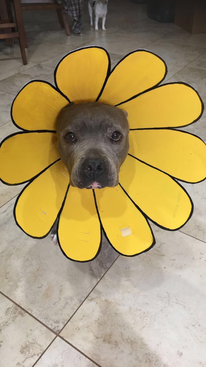 my lil pup was sad in her cone after surgery, so my mom spiced it up a lil