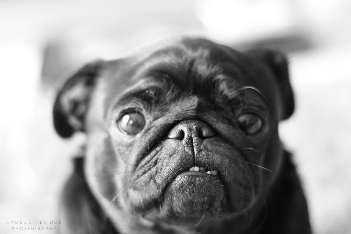 Luna_Pug's tweet photo. Someone's turning 4 this week! 🎈🎂🎈 https://t.co/bDYCN5it8l