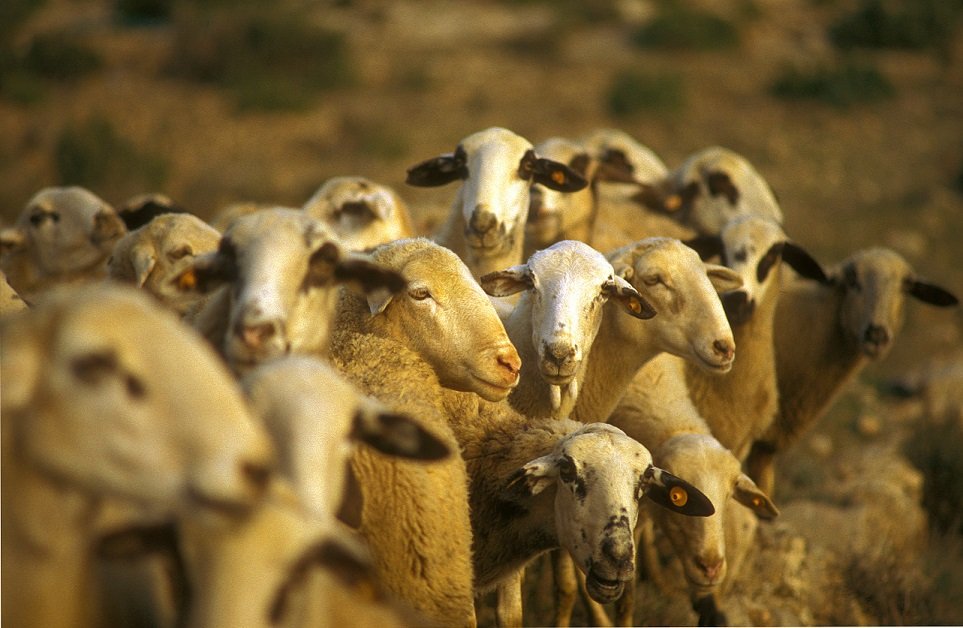 pepe_martin_'s tweet photo. Las #Ovejas y #Cabras de la #ComunitatValenciana son #declaradas oficialmente libres de #brucelosis. @generalitat https://t.co/LByNjmkVQz https://t.co/CsfiRdcujt