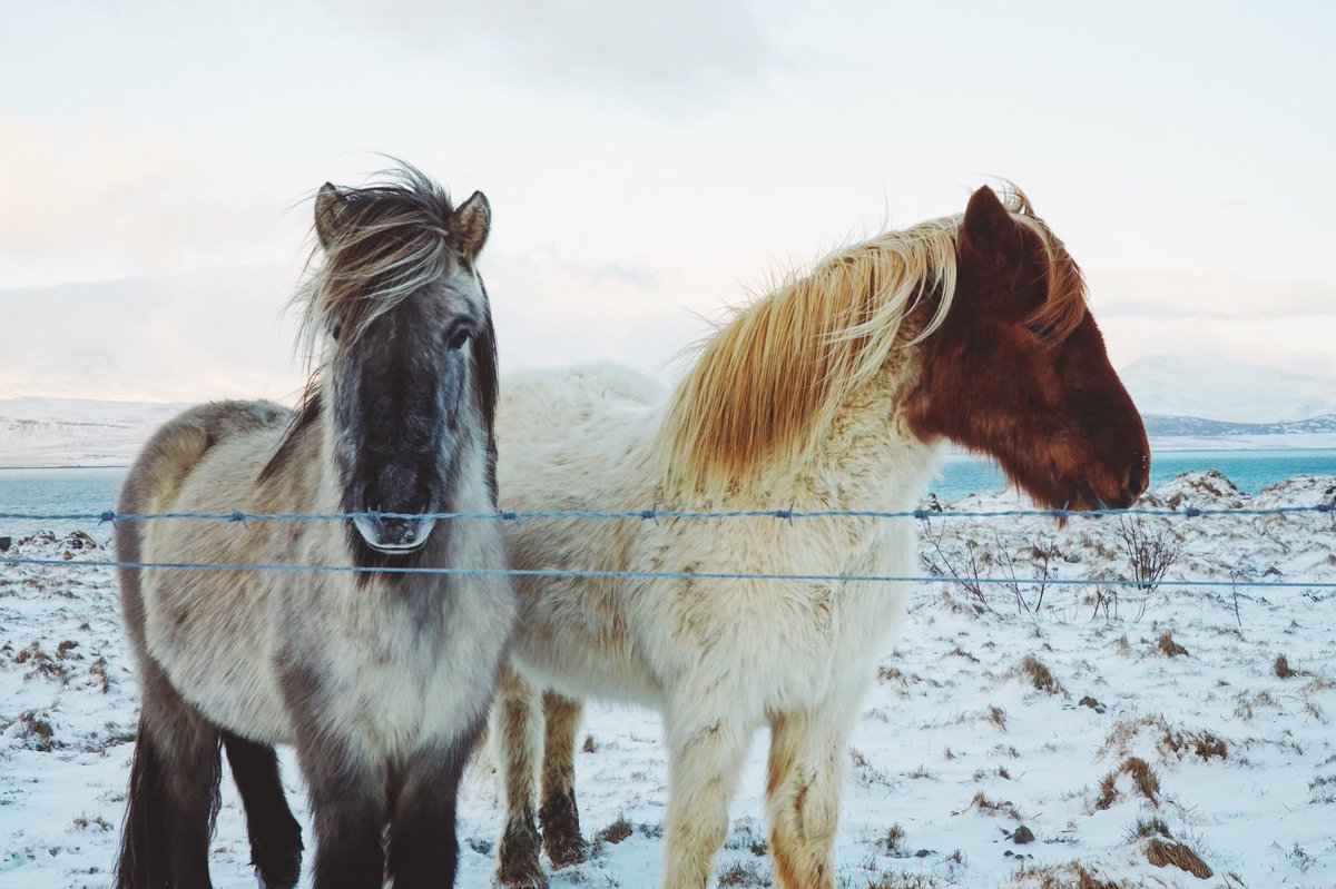 H A L L Ó 🐴❤👌 
#iceland #everydayiceland #igersiceland #inspiredbyiceland #icelandair #horses #winter #snow #travel #photography #wow