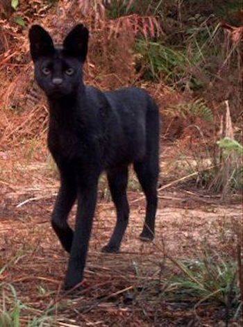 stevekrohn's tweet image. Black Serval...very rare