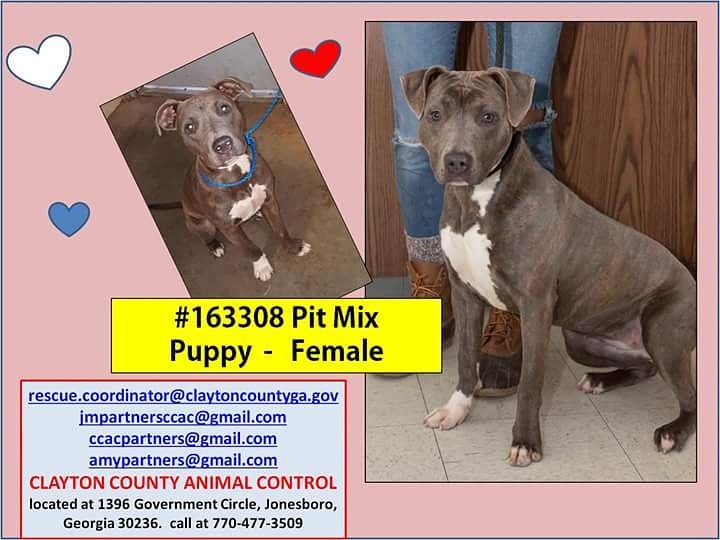TDicenso's tweet photo. Clayton County AC Jonesboro Ga 
Rescue only due to breed
#PrettyPitty #DontBullyTheBreed #PittyPuppy https://t.co/pXDXCRU3yt