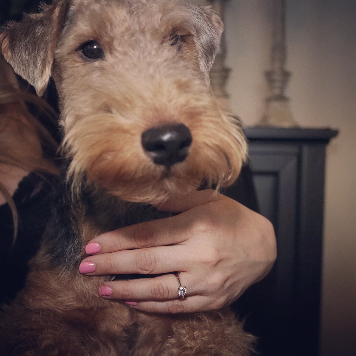 mabelthewelsh's tweet photo. Dad asked, Mom said yes! 💍#engaged #welsh #dogsofchicago https://t.co/FtYwinl1dN