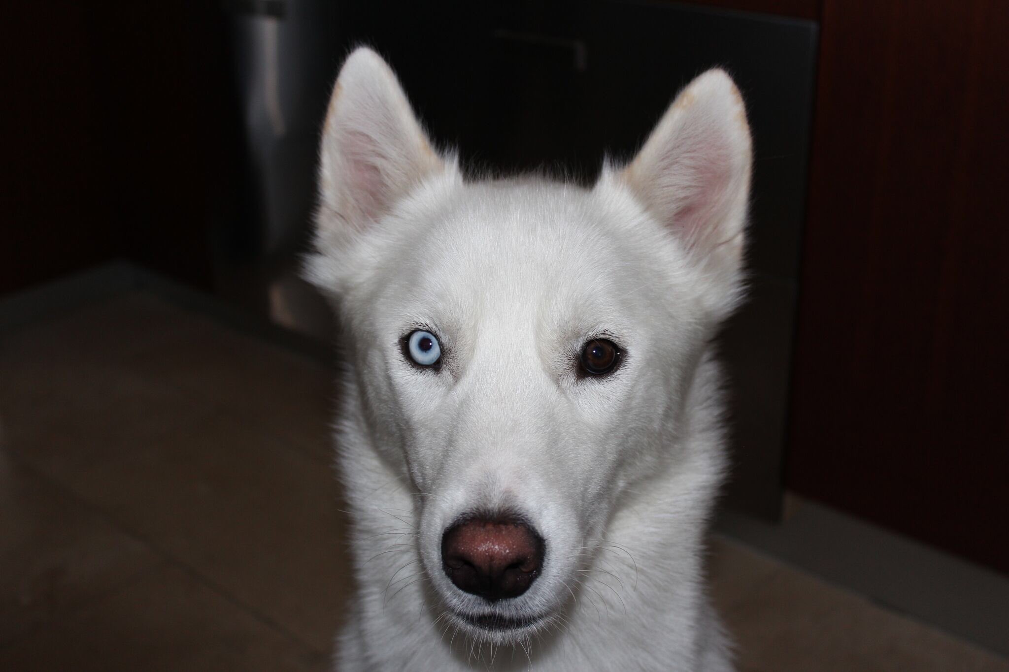 White shepherd cheap husky mix