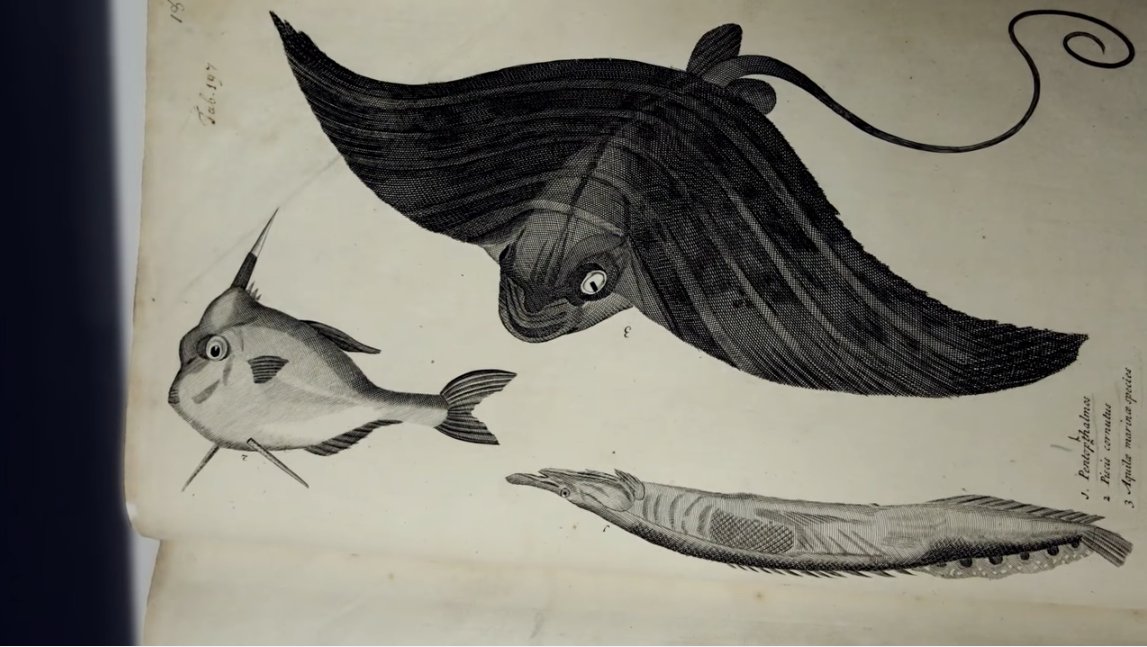 royalsociety's tweet photo. How one of the greatest treasures in science - Newton's Principia - was nearly thwarted by a book about fish https://t.co/BWTU6jHm9B https://t.co/olMgwhB2J1