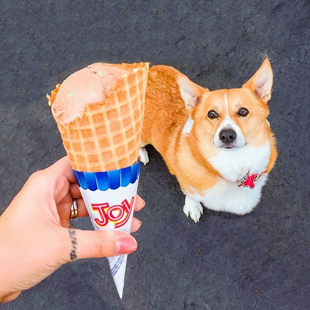 ShubertsChicoCA's tweet photo. Carson the #Corgi is all about that #Chico Mint #icecream! [Photo and pup provided by heatherselzer via #Instagram] #dogfriendly #Shuberts https://t.co/fROi9SSWPM