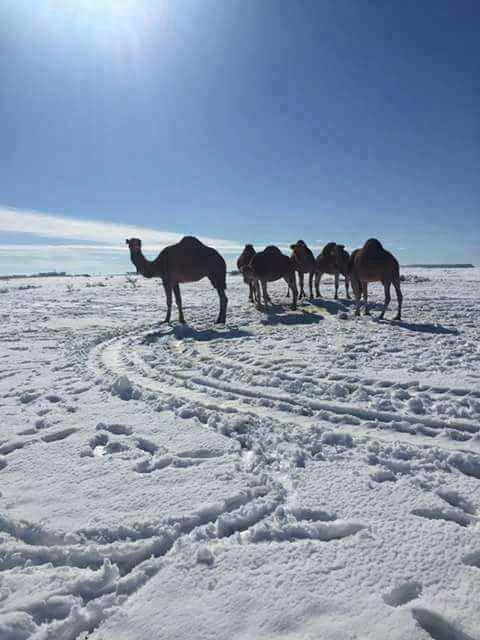 mohamedzarraa's tweet photo. Ondertussen in merzouka #marokko randje #sahara #klimaatverandering #snowindesert #sneeuw https://t.co/LpqhzNSbRZ