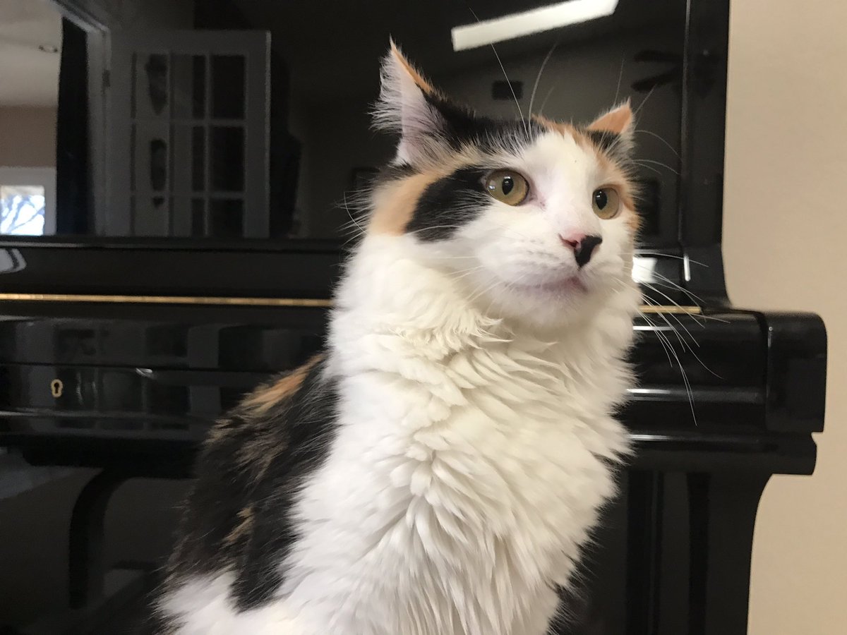 fearthecute's tweet photo. Sunday #floof #dotupdate https://t.co/czkQlBAQRD