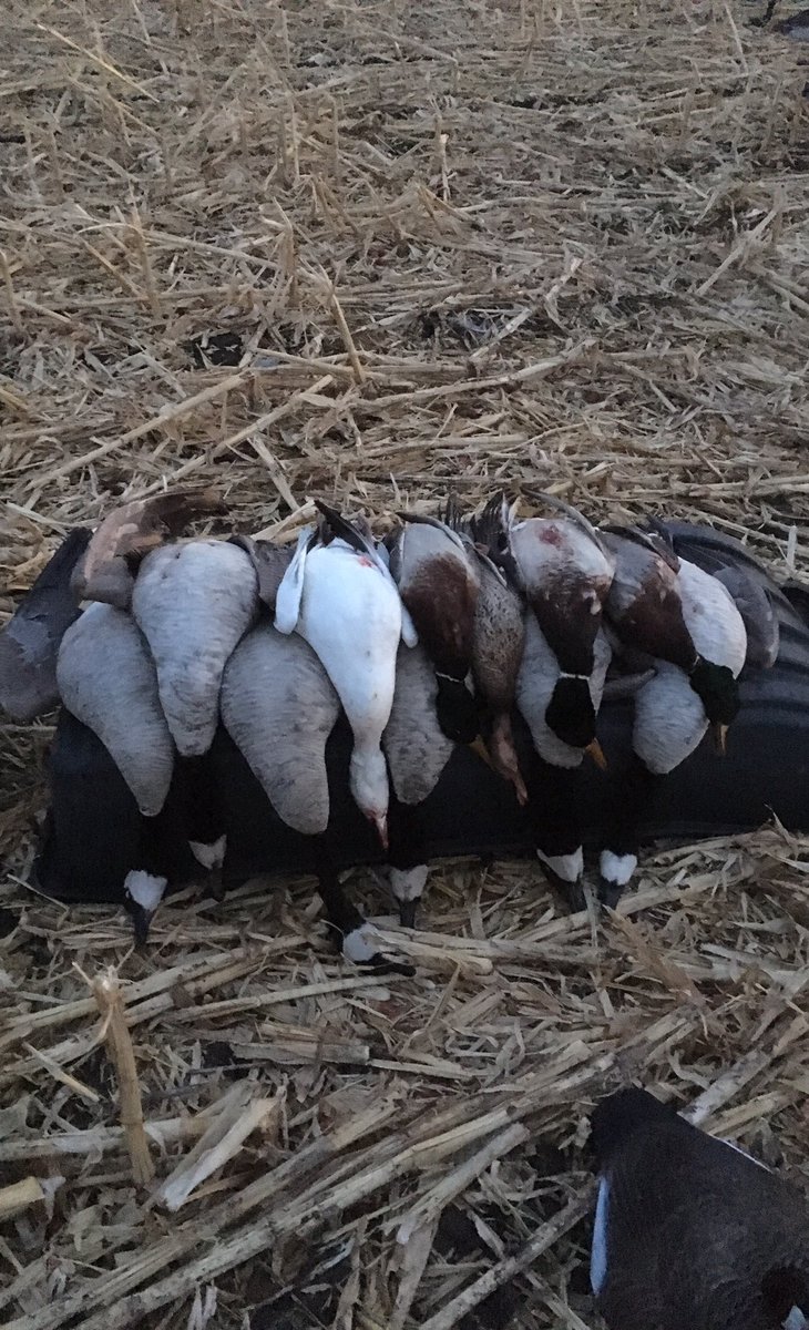MitchellGertner's tweet image. A good mix bag yesterday. @GHDecoys