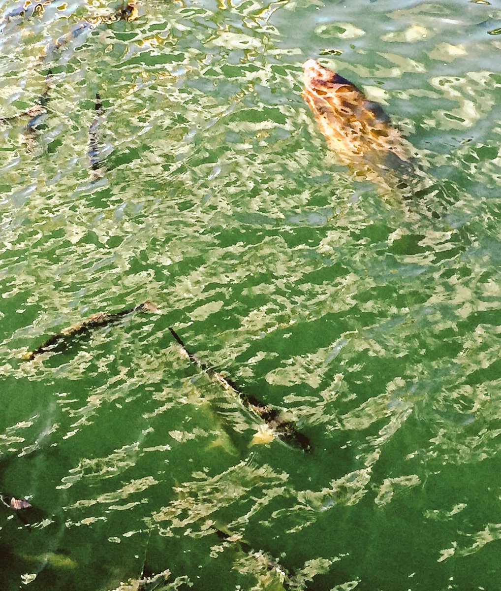 I suppose <a href="/TampaElectric/">Tampa Electric</a> doesn't want me to accidentally snag a manatee 😯 but man those other #fish are tempting.