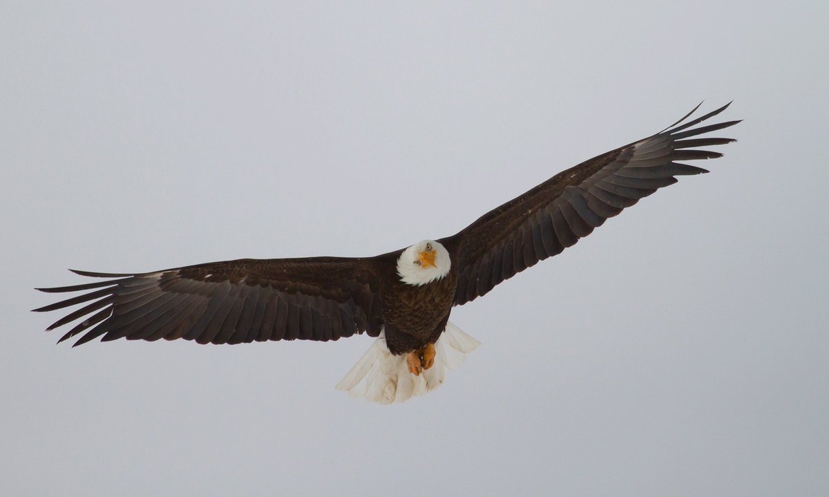 UtahDWR's tweet photo. Winter is a great time to see raptors in #Utah! Thanks to everyone who's shared their recent photos of eagles, hawks & kestrels. #birding https://t.co/aQOyaitpKc