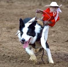 Fuck politics and Trump.  Take a moment and enjoy this pic of a monkey riding a dog.
