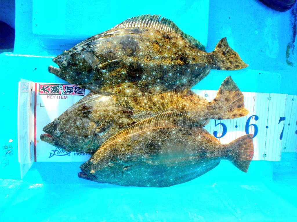 ぐっさん ヒラメを刺身と寿司とあら汁にして頂きました エンガワとあら汁がとにかく美味で最高 こおり君ありがとう