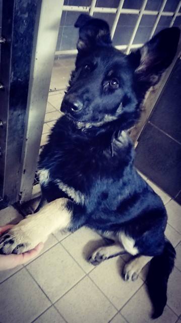 Amatas ielā - laivu būdās, pieklīdis suņuks. Saimniek?