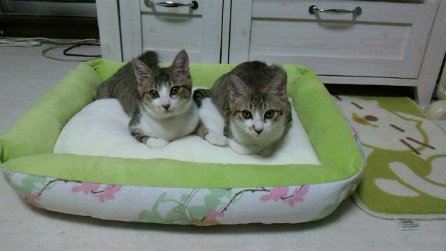 tak3737's tweet photo. RT @ayagamo_t: ウチに来たばかりの双子ちゃん♡
3ヶ月くらいのとき😊
やっぱり小ちゃかったなぁ〜

#猫 #ネコ #キジシロ #双子猫 #仲良し猫 #ねこ https://t.co/ZBNgGYbSsX