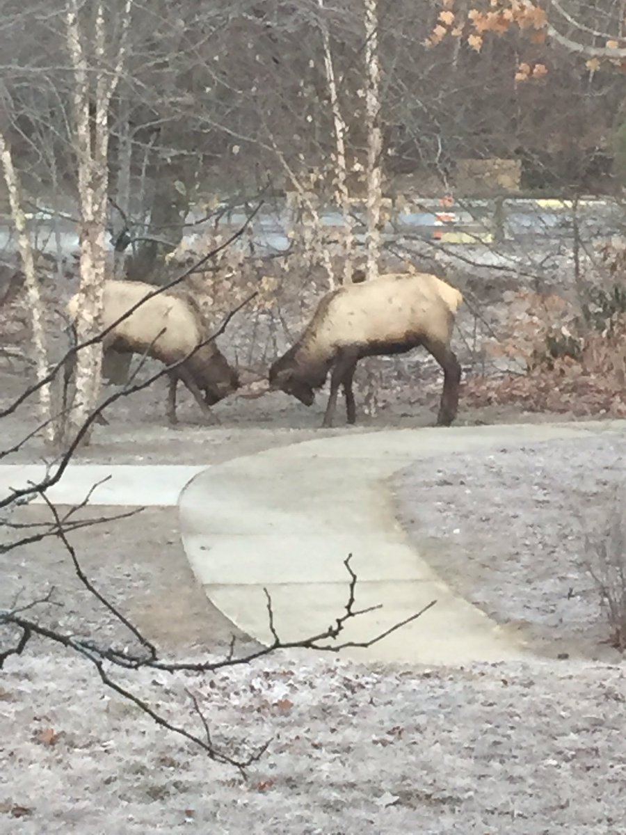 donnataylor130's tweet photo. The beautiful elk playing outside my office window this am. https://t.co/kcfCqTcVRJ