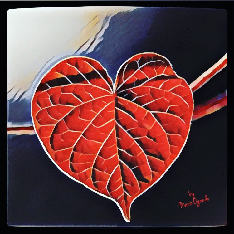 mariO_Ogando's tweet photo. Nature also has the form
to show us Love!
La Naturaleza
también tiene la forma
de mostrarnos su Amor!
#melodijoMario https://t.co/yHmQJ1Dmsy