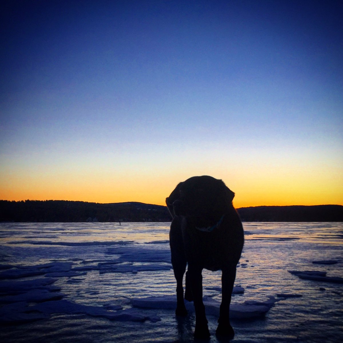 RideDivide's tweet image. #dawnpatrol #lakesunapee #adventuredog