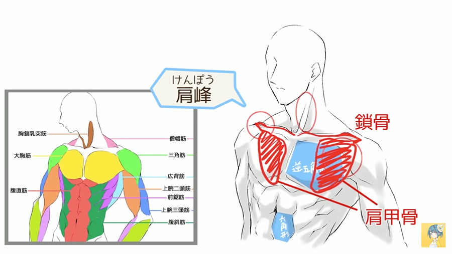 お絵かき講座パルミー 7周年記念キャンペーン中 上半身の筋肉の描き方講座 男性キャラクターの上半身の筋肉 を描く方法を 色分けされたイラストを用いて解説します 筋肉質な体つきのシルエットから細部の描き方までレクチャーしていきます 正しく