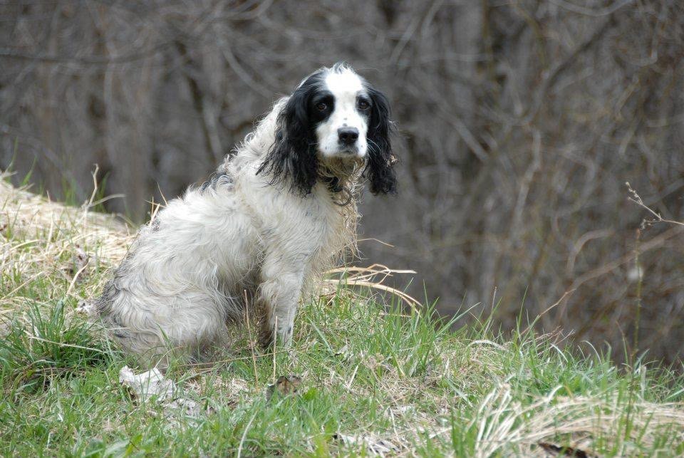 waako's tweet image. Dad&apos;s Molly small 8 yo springer #missing #lostdog since Fireworks Saturday in West Sussex, chipped w/ french details. Pls RT &amp;amp; get in touch