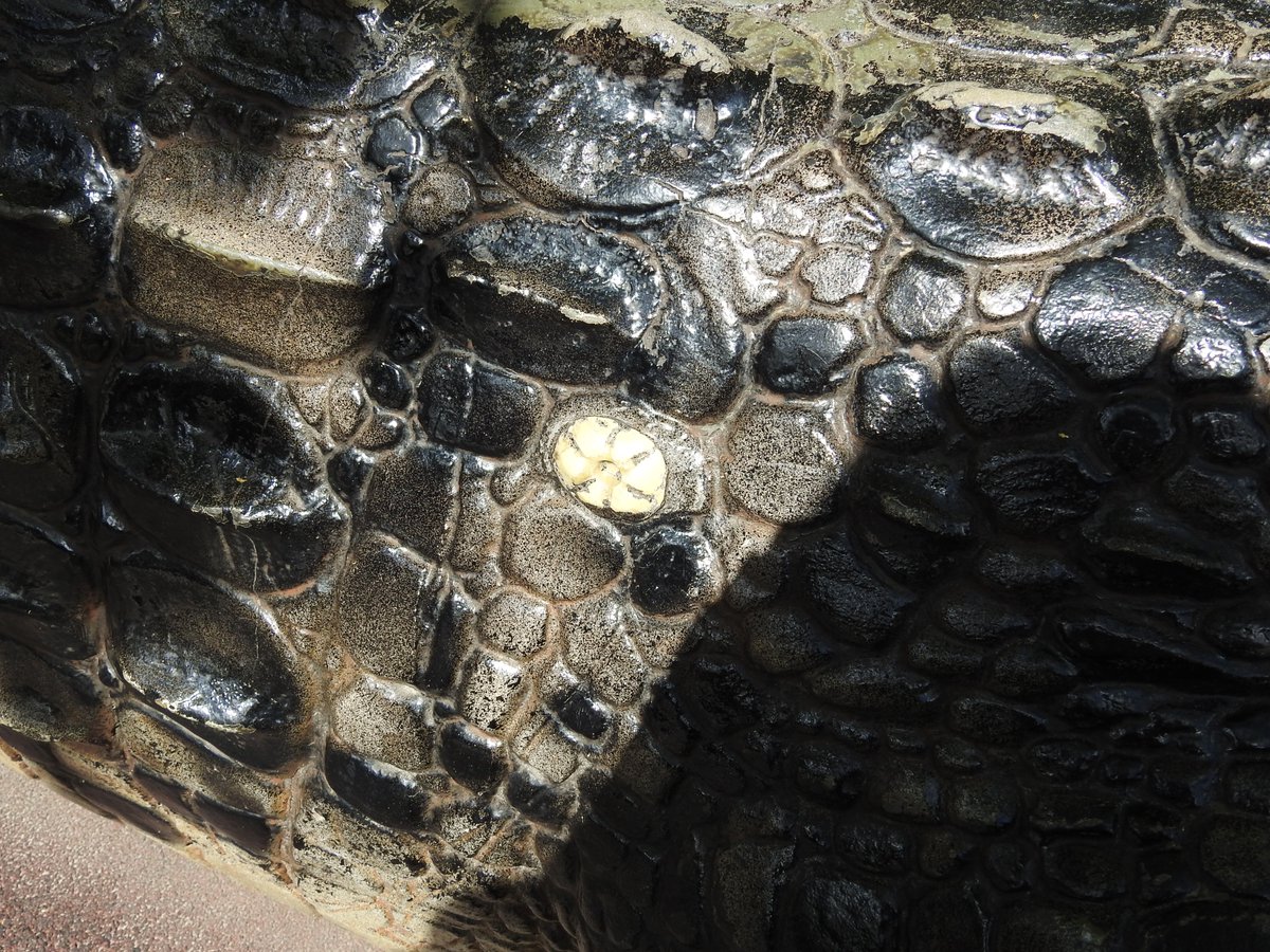 超巨大イリエワニ。さすがにワニを売り物にしている動物園だけあって