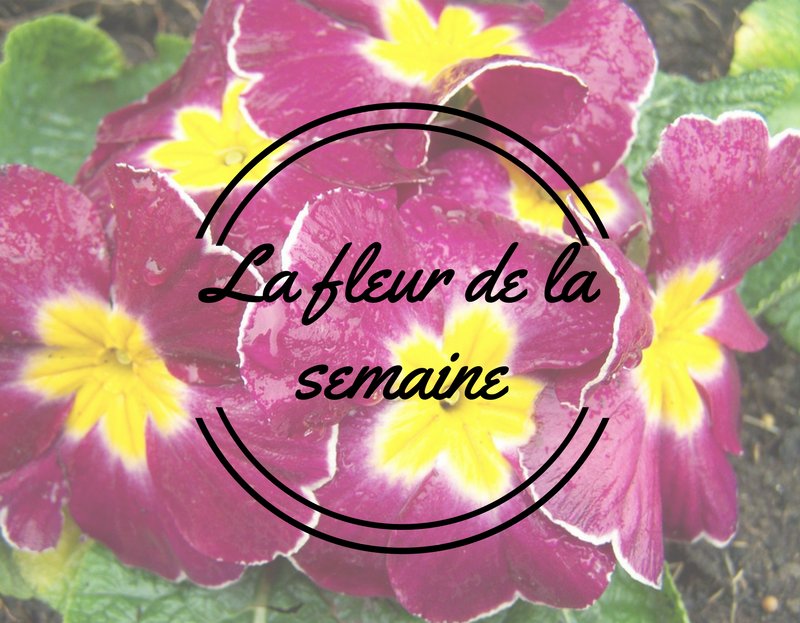 RoundupJardin's tweet photo. A cultiver en intérieur dans un terreau humide et à la lumière. Le primevère régalera vos envies de couleurs! #inspirationjardin https://t.co/cXeVyVueIT