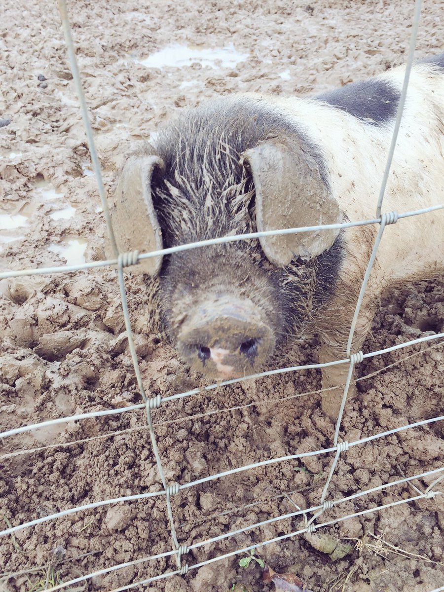 Welcome to our new additions - two 10 week old saddleback pigs! #pigs #speldhurst