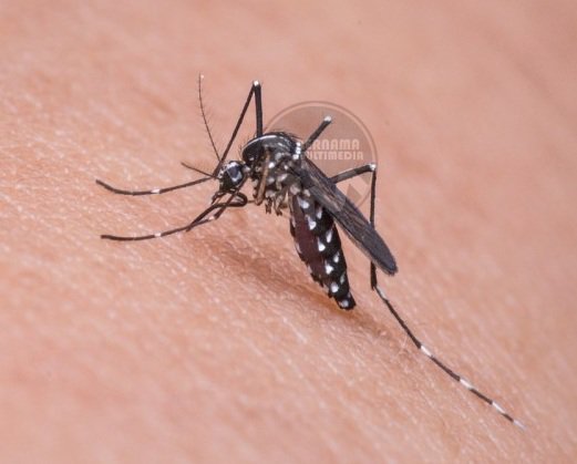 JPenerangan's tweet photo. Kementerian Kesihatan guna kaedah pelepasan nyamuk suntikan' Wolbachia' di Selangor untuk kawal denggi. https://t.co/cuGgqWjvFR