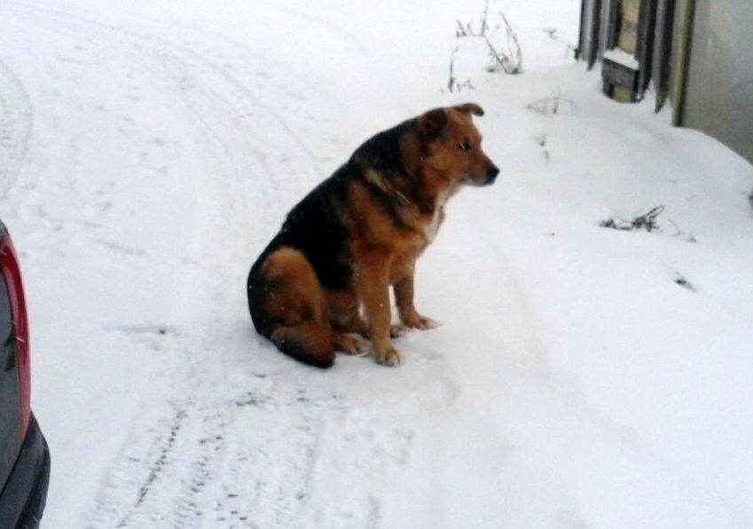 Alūksnes novada Mārkalnes pagastā (starp Pededzi un Mārkalni) pieklīdis suņuks. Saimniek, atsaucies! Tel.29477535