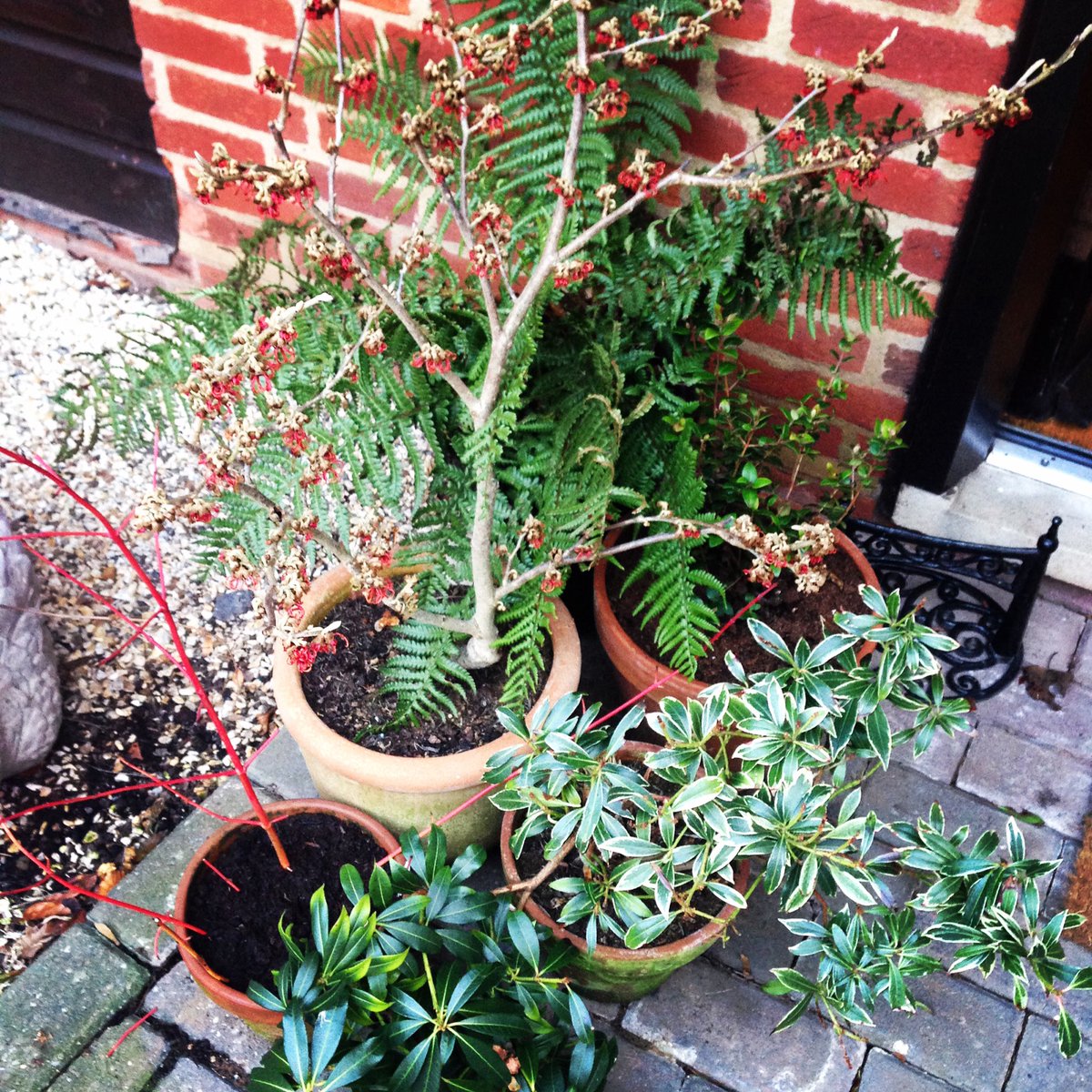 AlexCollinsGD's tweet photo. #Wintercolour pot collection. #hamamelisjelena #cornusmidwinterfire #evergreens .. Supporting @The_RHS #greeninggreybritain https://t.co/gIQ3L4QslS